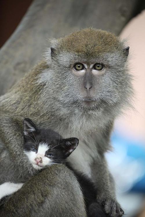 小猴子和小猫的合照
