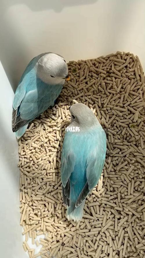 入坑一对松石蓝闪_松石_鹦鹉_牡丹_手养牡丹鹦鹉_宠物