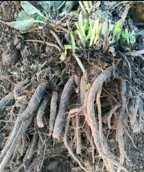 俄罗斯饲料菜种子