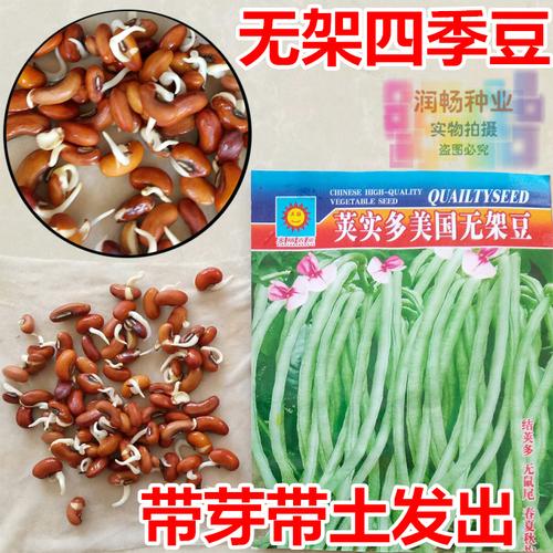 特价美国id帐号_美国无架四季豆种子已发芽荚实多高产不需要搭架包邮