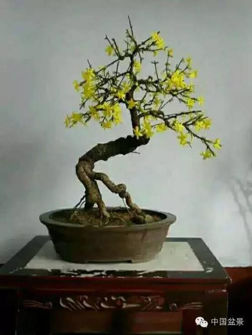 迎春花盆景的升值潜力与精品欣赏