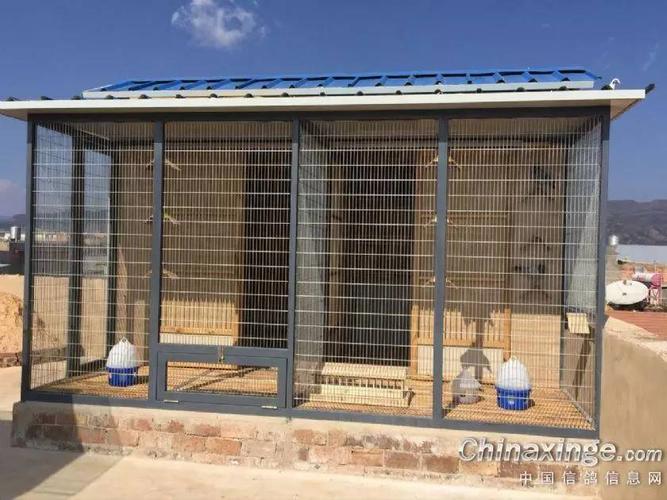 【图集】新手亲手设计建造的鸽棚,太好了!