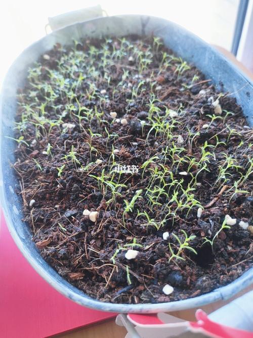 播种的冰岛虞美人发芽了,发芽率超高!_冰岛_家居家装
