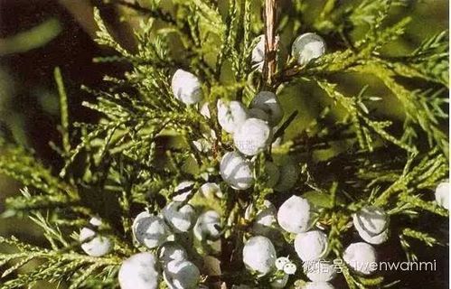 柏香籽,热振寺的最好吗?