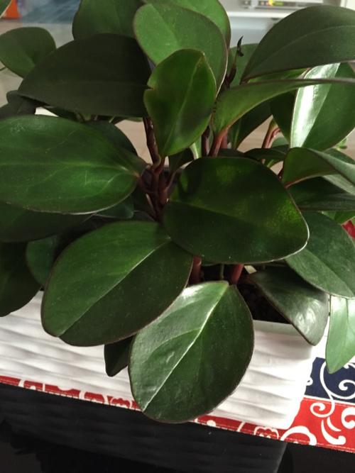 红茎,墨绿色圆形叶子,叶子很厚,请问是什么植物?