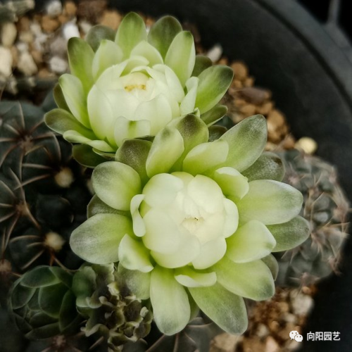 仙人球也能开花,养盆绯花玉,好养活不怕晒,一次能开10