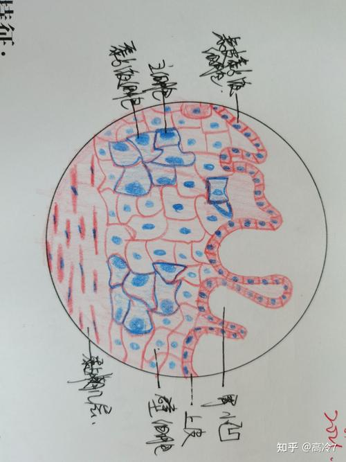 组织与胚胎学红蓝铅笔图作为一个新生医学生做个记录吧