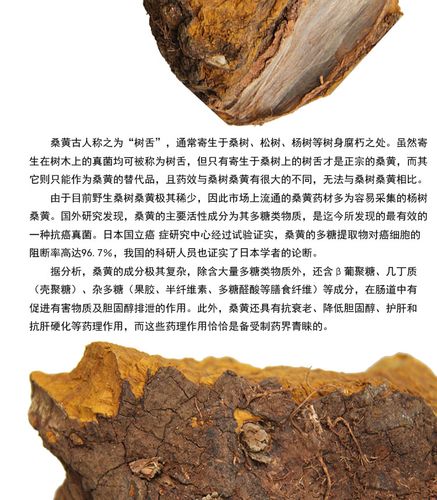 西藏野生桑黄 金边桑黄重3.97斤