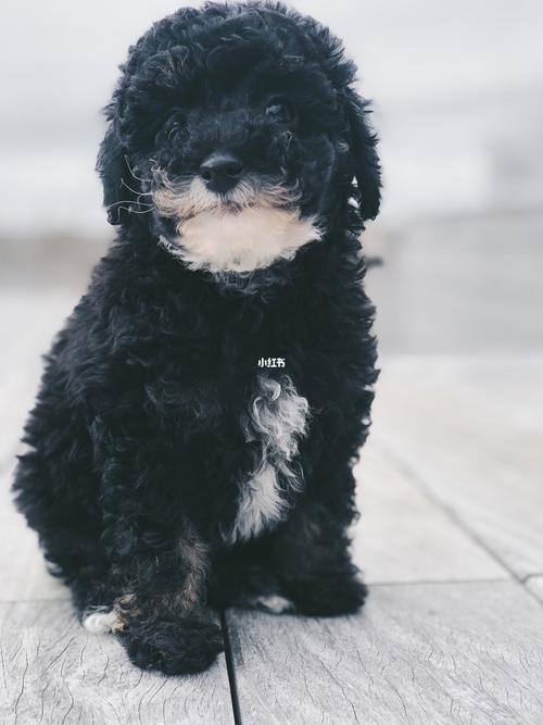 9297黑白泰迪_泰迪_泰迪怎么样_宠物_我家宠物好可爱_宠物_狗