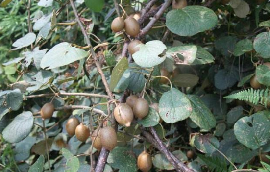 野生猕猴桃有哪些功效,如何种植和培育猕猴桃