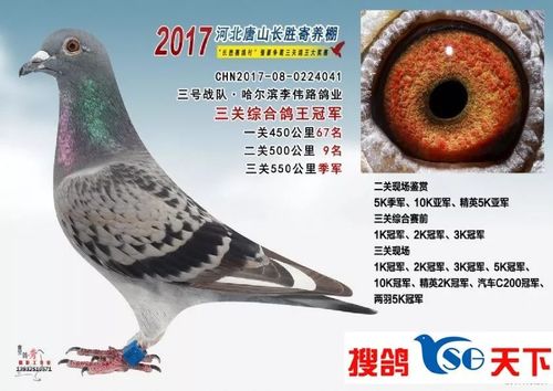 现场图片请欣赏 鸽王是鸽友必须欣赏的 唐山长胜寄养棚 龙翔轩-刘斌生