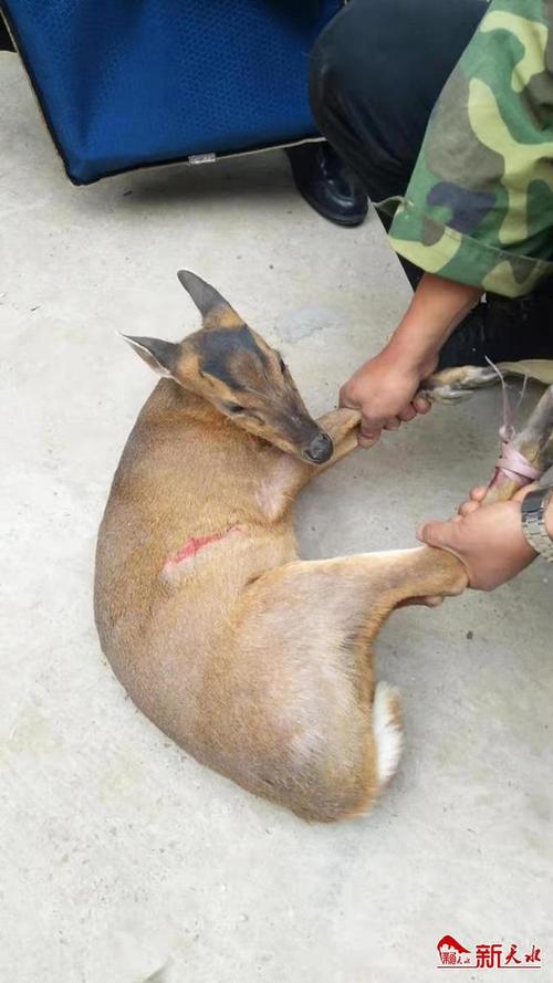 麂子误闯村民院落 警民救助放归|野生动物|野鹿|森林