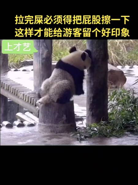 爱干净的福涛帅哥不过三妙!#国宝大熊猫