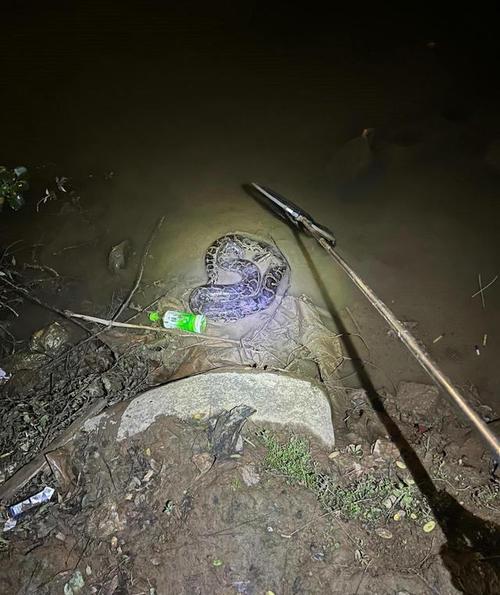 男子夜钓钓出个庞然大物网友调侃炖老母鸡肯定香