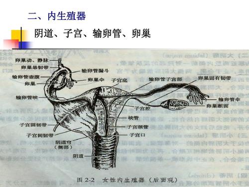 女性生殖系统解剖与生理 二,内生殖器 阴道,子宫,输卵管,卵巢