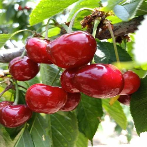 怎样栽植塔玛拉樱桃苗成活率高