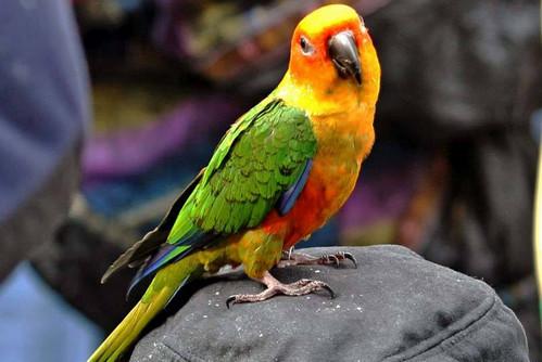 小太阳鹦鹉怎么养