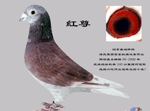 红色海茨曼西翁系种鸽欣赏_手机搜狐网