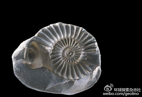 模铸化石,古生物遗体在围岩表面上留下印模之后,或者遗体被溶蚀之后留