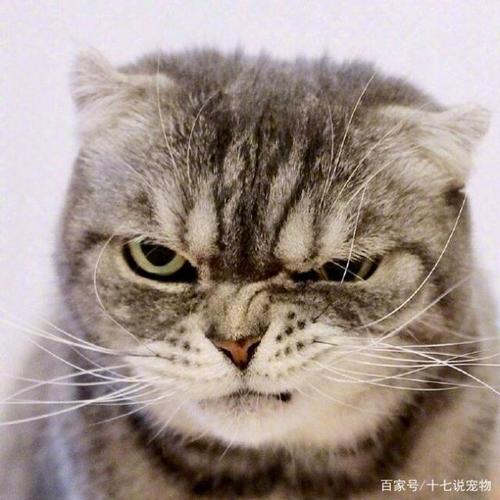 可萌可帅可霸气,扮酷耍帅可是猫星人的天性,高冷范的主