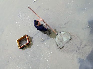 福建龙海市溪中捞红虫赚辛苦钱捕捞人常被玻璃渣划破手脚
