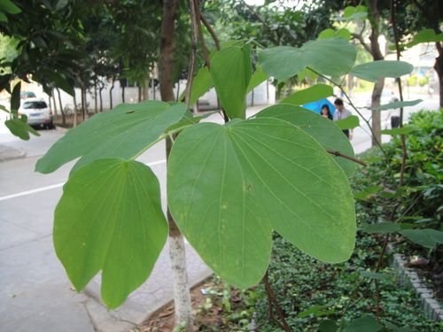园林植物学作业专题---植物调研(白花羊蹄甲)5.18