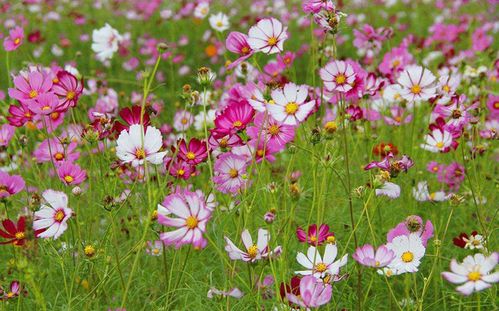 波斯菊种子波斯菊籽格桑花种子花籽花卉种子阳台盆栽种子批发