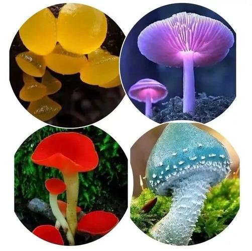 夫妻俩误食毒蘑菇命悬一线 医生:野外菌类建议不要盲目尝鲜