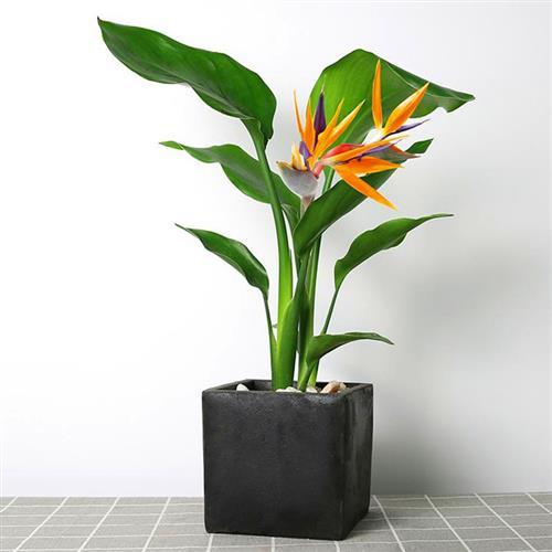 室内盆栽花卉植物天堂鸟绿植大型风格真花k鹤望兰四季
