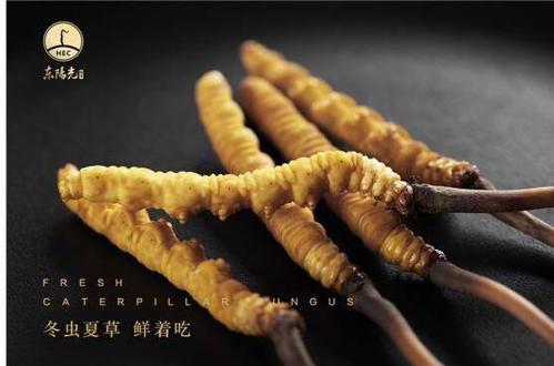 身份定位存疑,东阳光涉嫌违规销售冬虫夏草