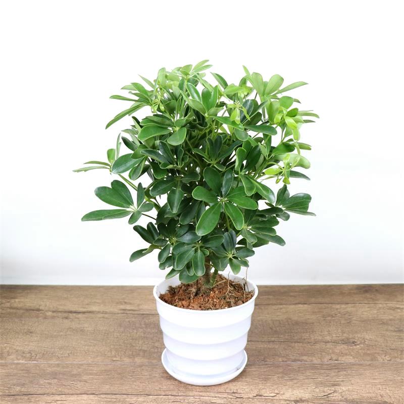 鸭掌木盆栽花苗 鸭脚木七叶莲盆栽花卉鹅掌柴 八方来