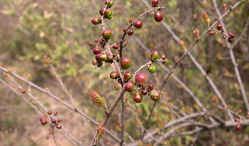 只要注意这些,就可以欣赏到古朴的雀梅盆景!