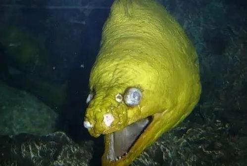 看天下盘点那些令人不寒而栗的恐怖鱼类