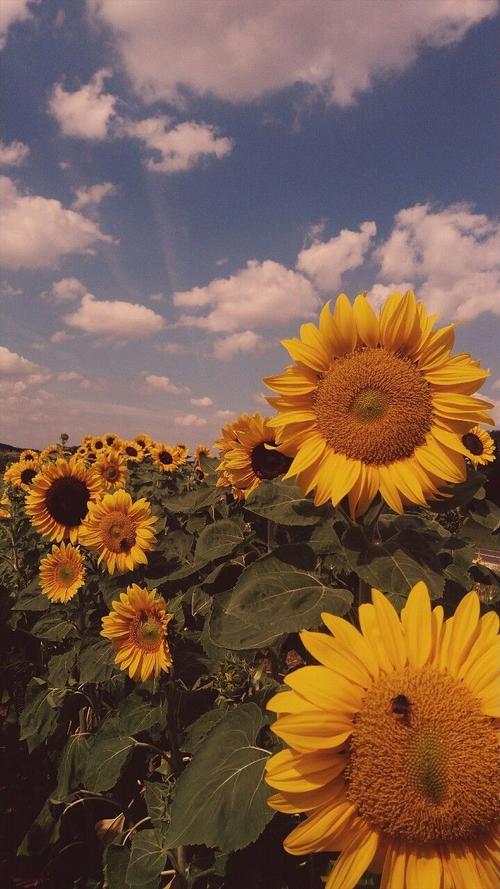 16:09   关注   wallpaper 花与浪漫 壁纸 花 小雏菊 玫瑰 向日葵