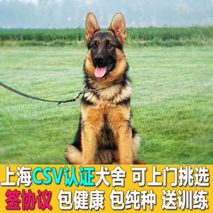 纯种德国牧羊犬幼犬家养护卫犬宠物狗警犬军犬黑背狼狗csv双血统