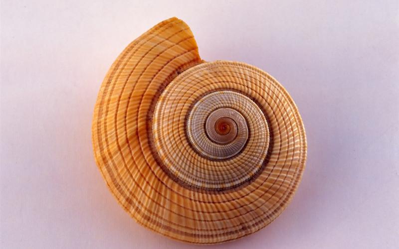 贝壳海螺壁纸专辑二131280x800