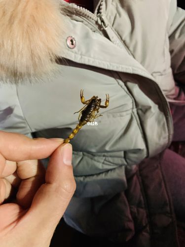 第一次吃炸蝎子0415