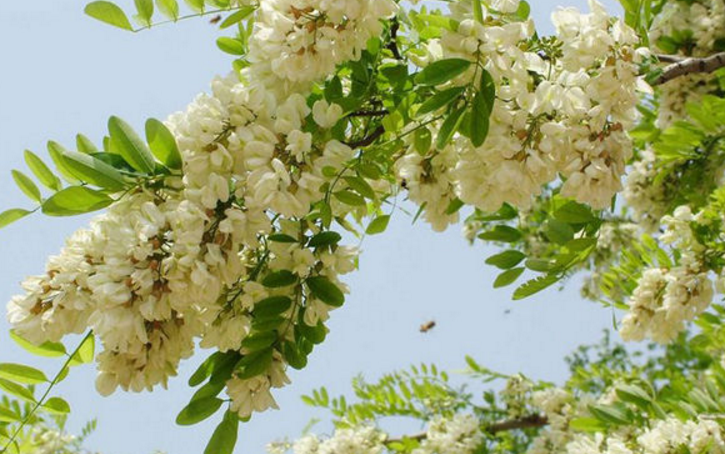 【选方】①治痨咳:十二槐花根,臭牡丹,美人蕉根,茯苓,土洋参,黑芨根