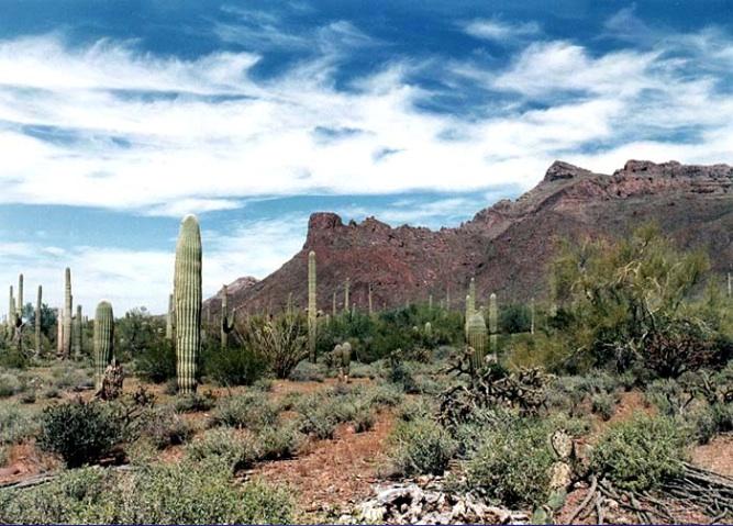  p>索诺拉沙漠(the sonoran desert),又译 a href="#">索诺兰沙漠 /a>