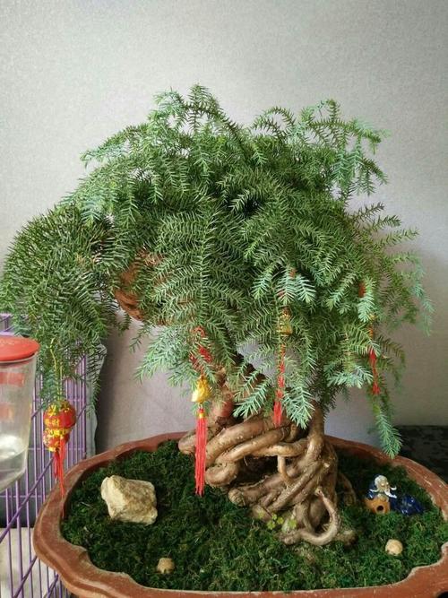 原创澳洲杉颜值高养成盆景更名贵摆放位置有讲究现在跟你说说