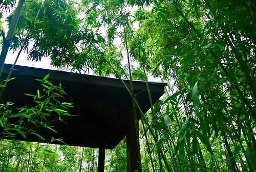 在清爽竹林间 寻找《卧虎藏龙》中的玉娇龙 在竹林摇曳时,感受夏日的
