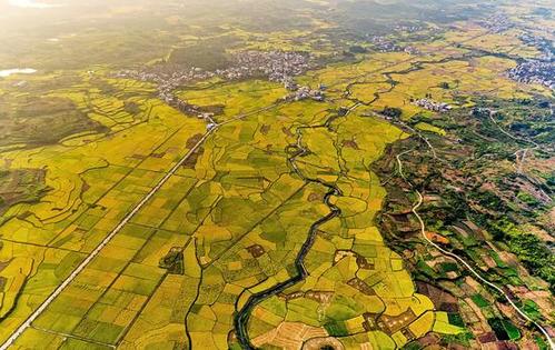 航拍的湖南省嘉禾县普满乡金色田园风光(10月5日摄).