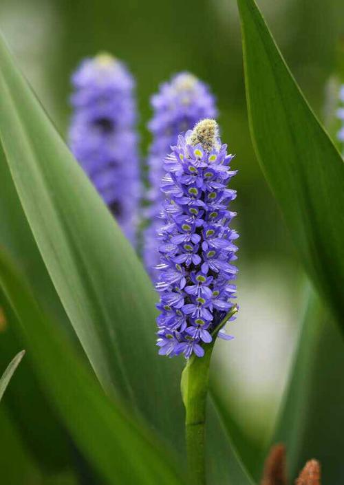 这是不是薰衣草?