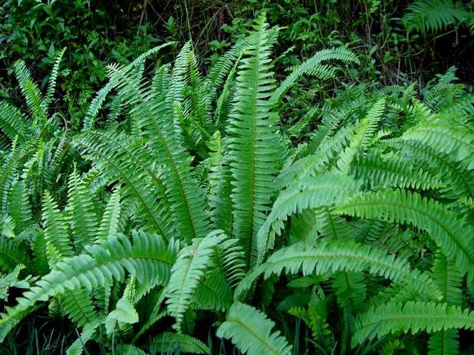 凤凰草,圆蕨,凉水果,麻雀蛋,蜈蚣蕨,水槟榔,冰果草,蓖子草,梳篦草