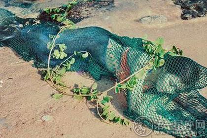 十二星座男捕到一条美人鱼怎么处理