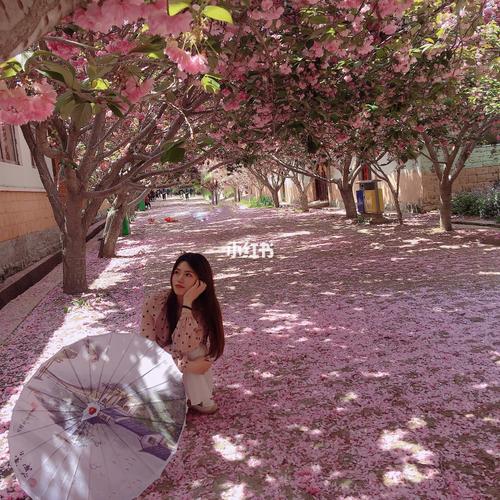莱阳濯村樱花节_樱花节去哪玩_莱阳濯村樱花小镇攻略