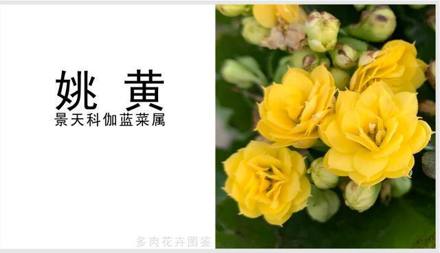 姚黄是一款黄色系长寿花花开鲜艳好看