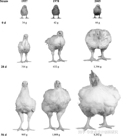 在技术的催化下肉鸡体型获得了成倍的增长,其生命成长周期从原鸡的10
