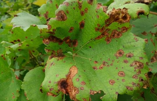 葡萄褐斑病怎么预防这2大点助你产质双丰收