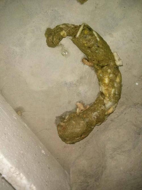 狗狗吐出来的东西